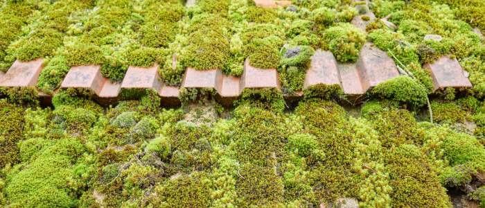 remove moss from my roof